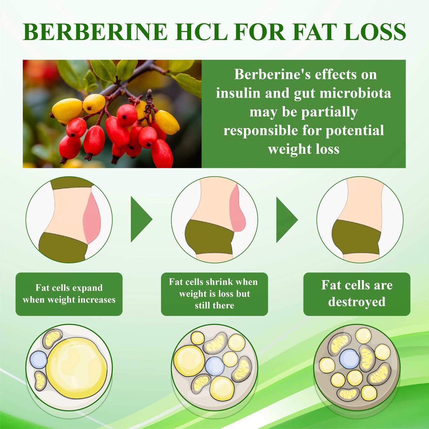 ATTDX™ Berberine HCL 500mg LipidBurn Capsules