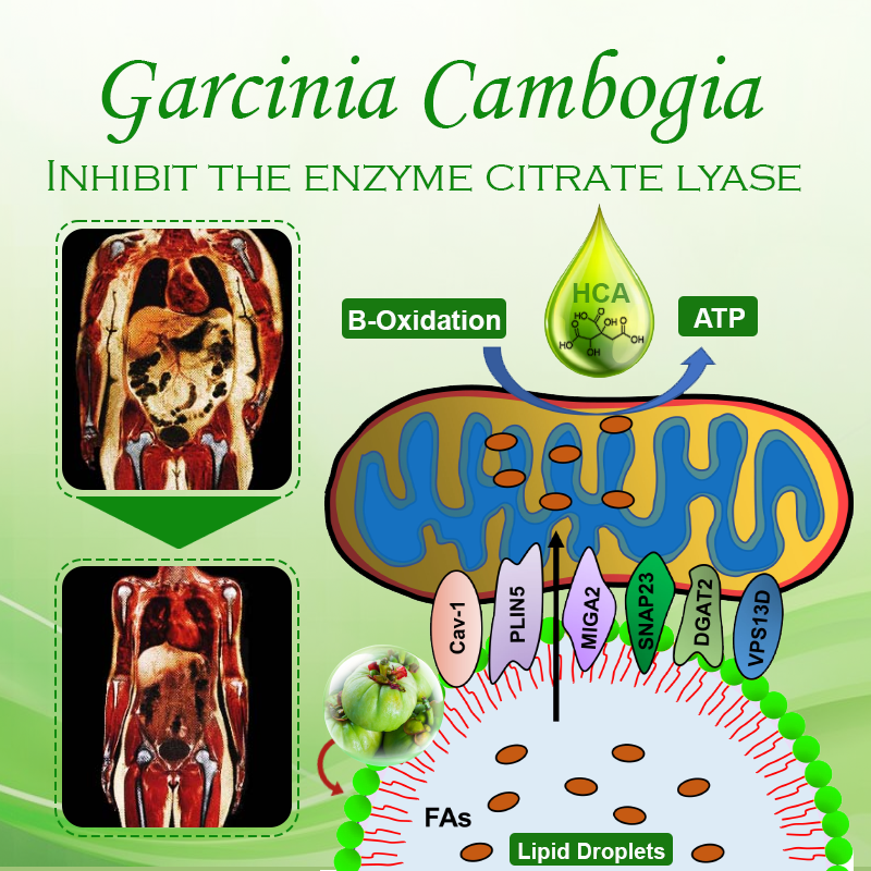 Garcinia HCA LipidShred Capsules 2