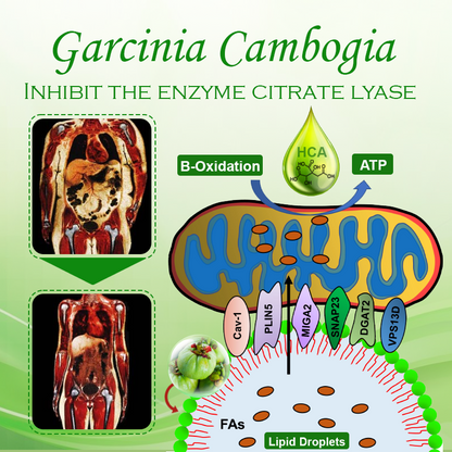 Garcinia HCA LipidShred Capsules 2