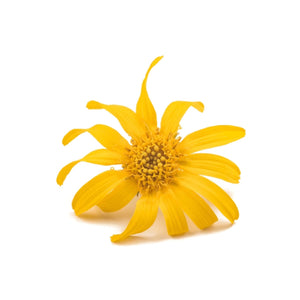 Arnica Montana